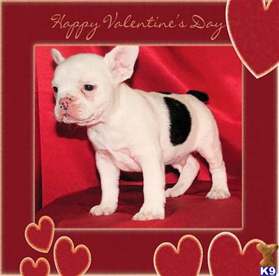 French Bulldog Puppies for Sale
